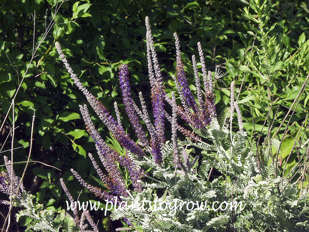 Lead Plant (Amorpha canescens)